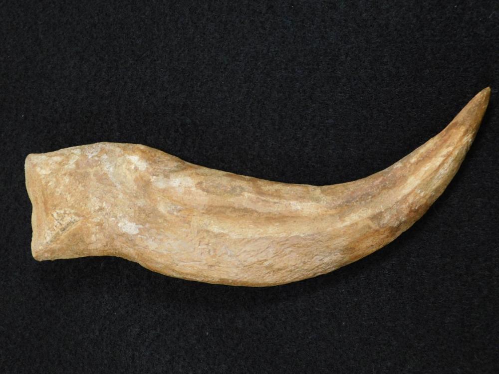 LARGE 6 INCH SPINOSAUR DINOSAUR CLAW FOSSILIZED FOSSIL (YES, WE SHIP!)
