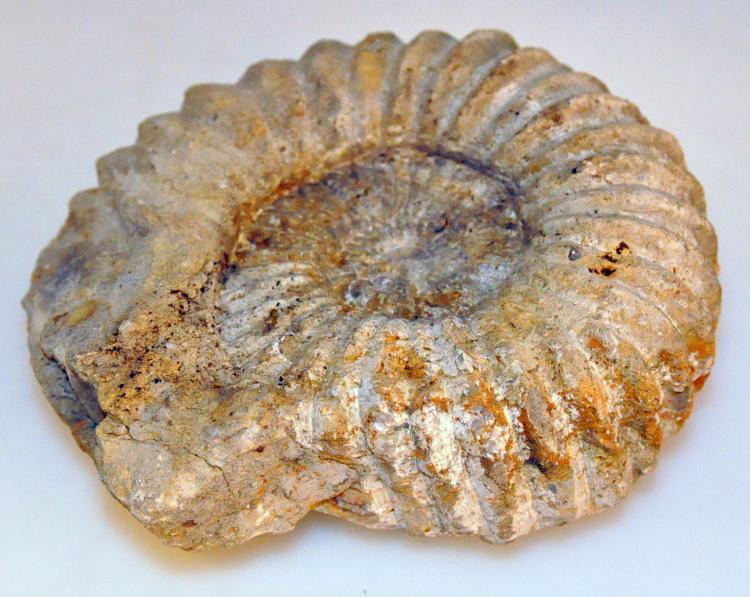 Fossil ammonite specimen African