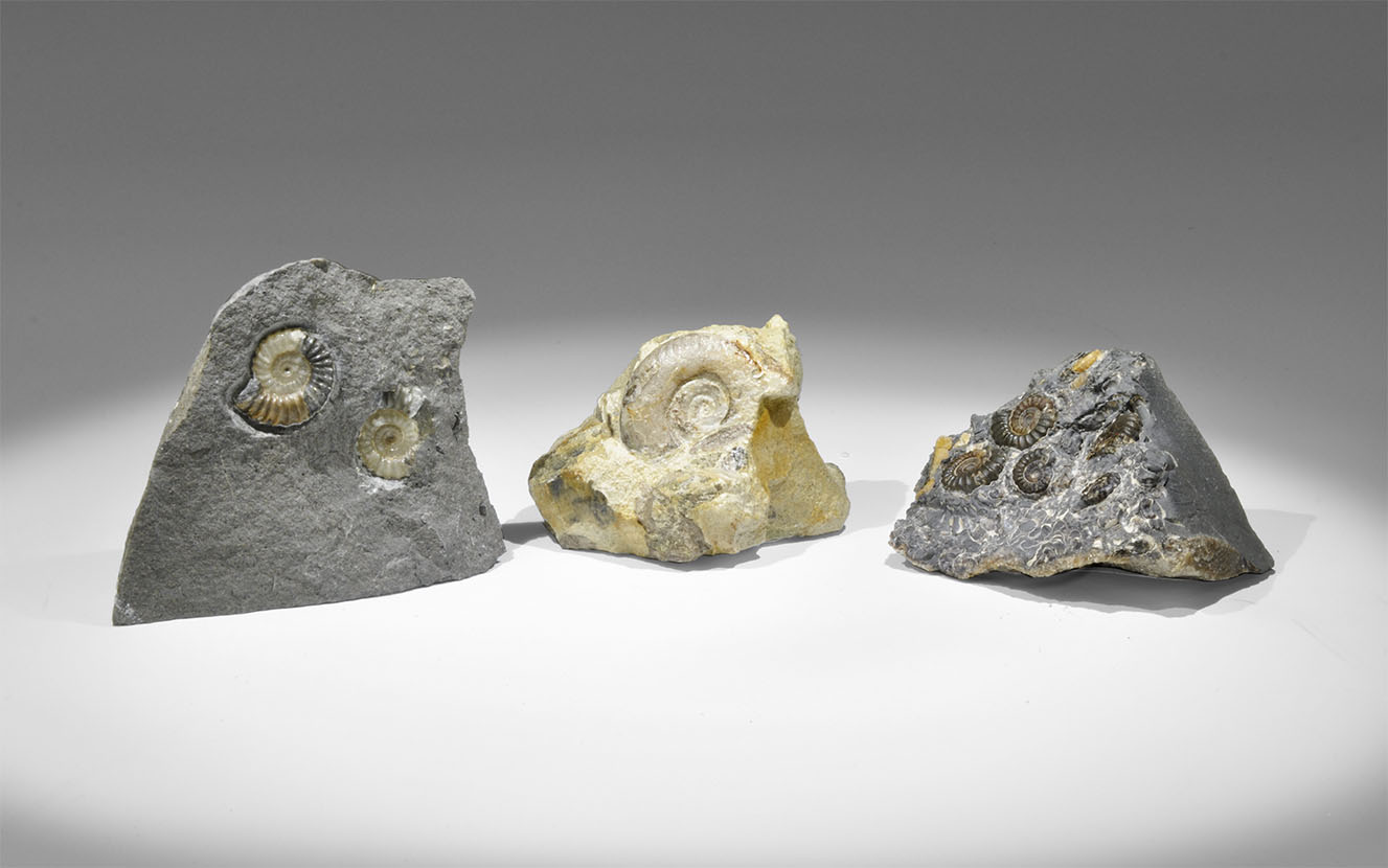 Geological Ammonite Fossils in Matrix