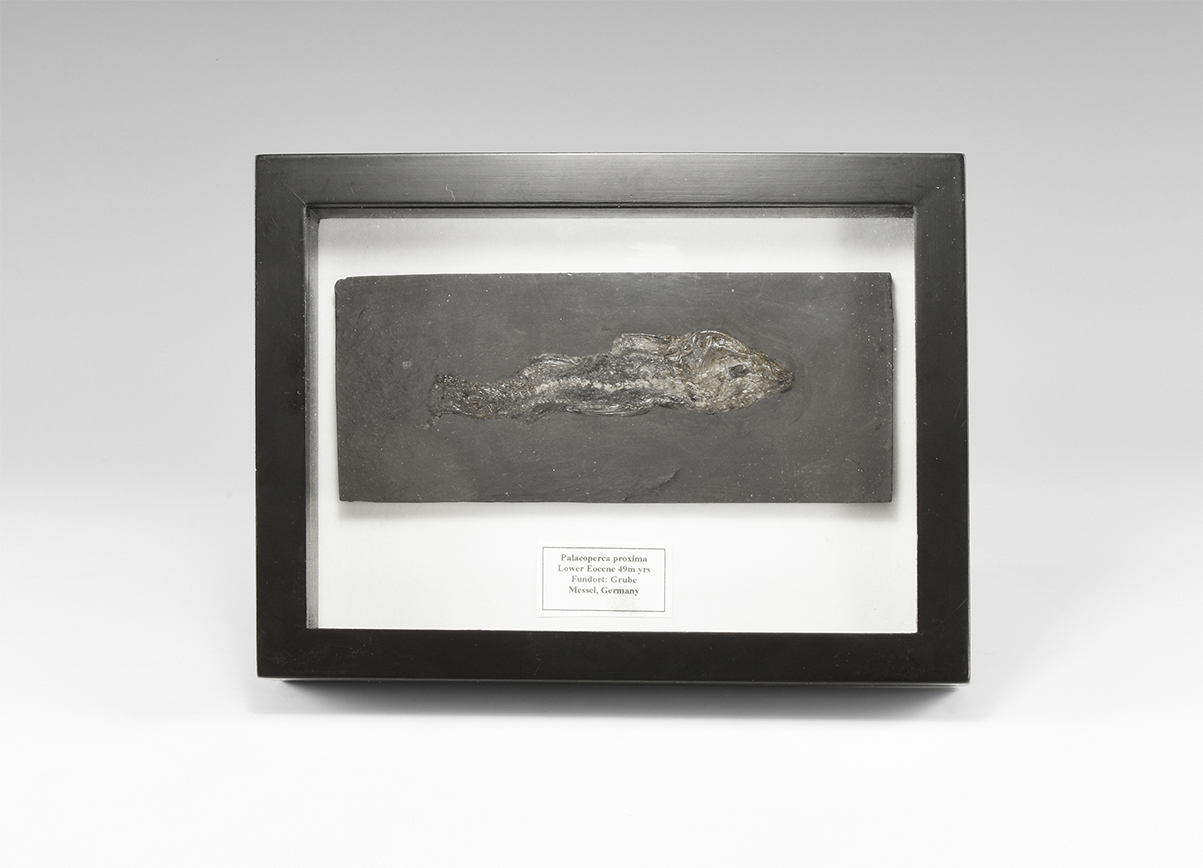 Natural History - Cased Palaeoperca Fossil Fish