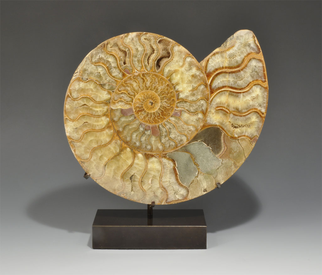 Geological Ammonite