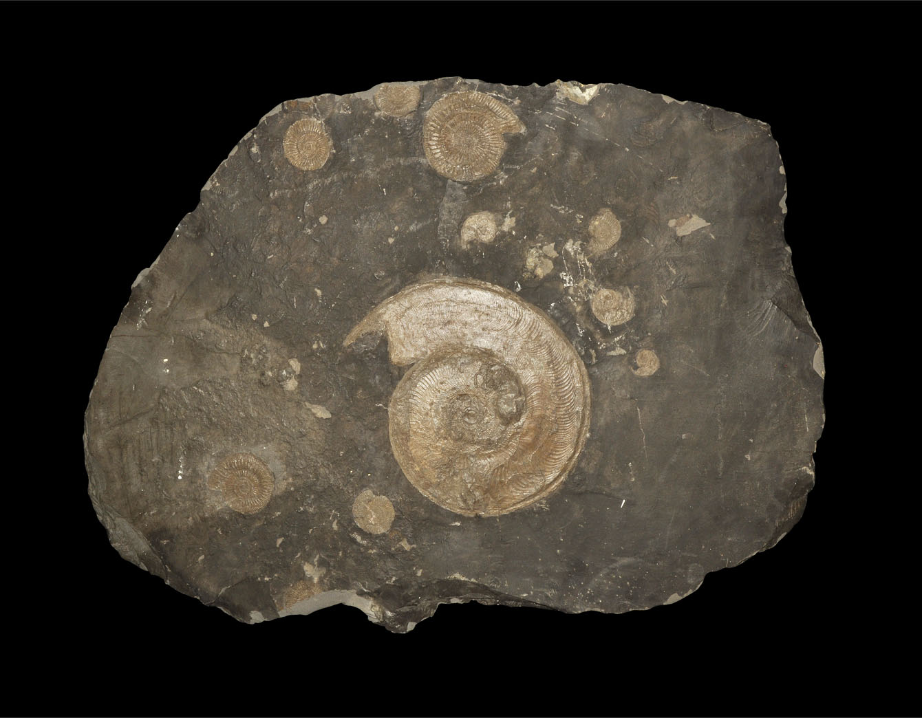 Geological Very Large Metallic Ammonite Fossil Slab