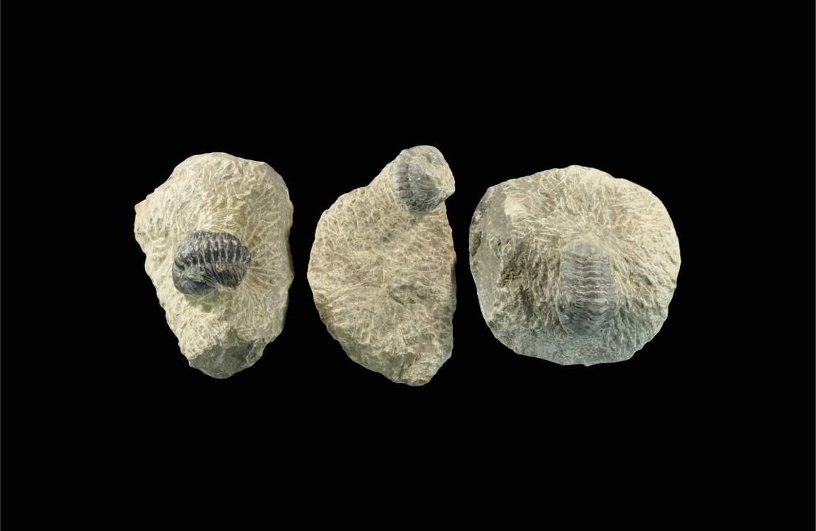Geological Fossil Trilobite Collection