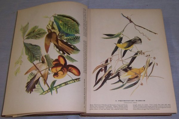 Audubon book - "Birds of America"