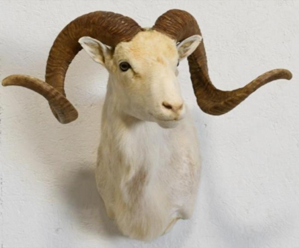 Texas Dall Ram Taxidermy Wall Shoulder Mount