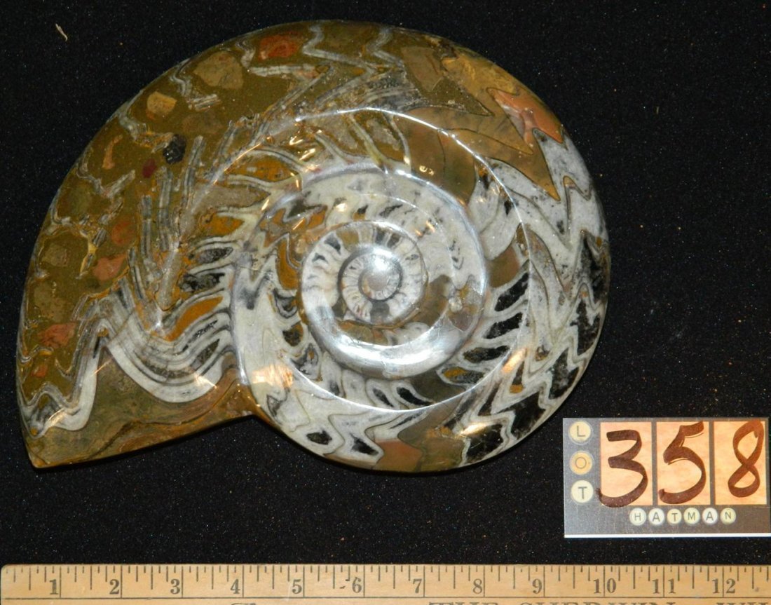 Very large fossil goniatite ammonite polished fossil