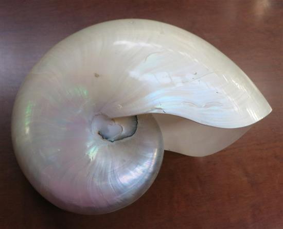 A Large Nautilus Sea Shell