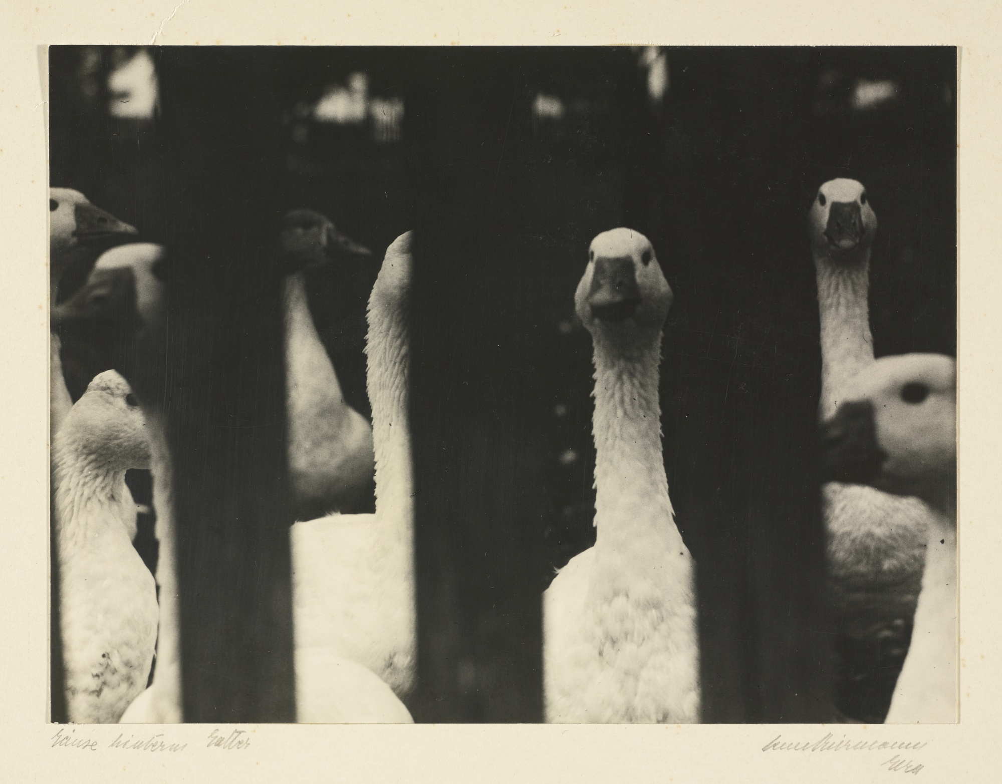 'gänse hinter gatter' (geese behind gate)