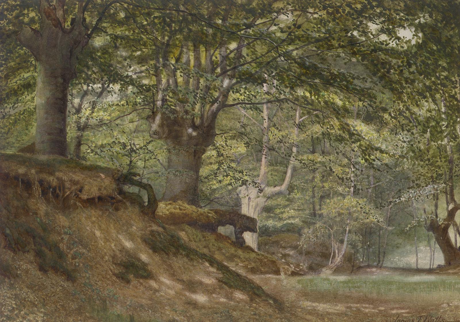 'Burnham Beeches',