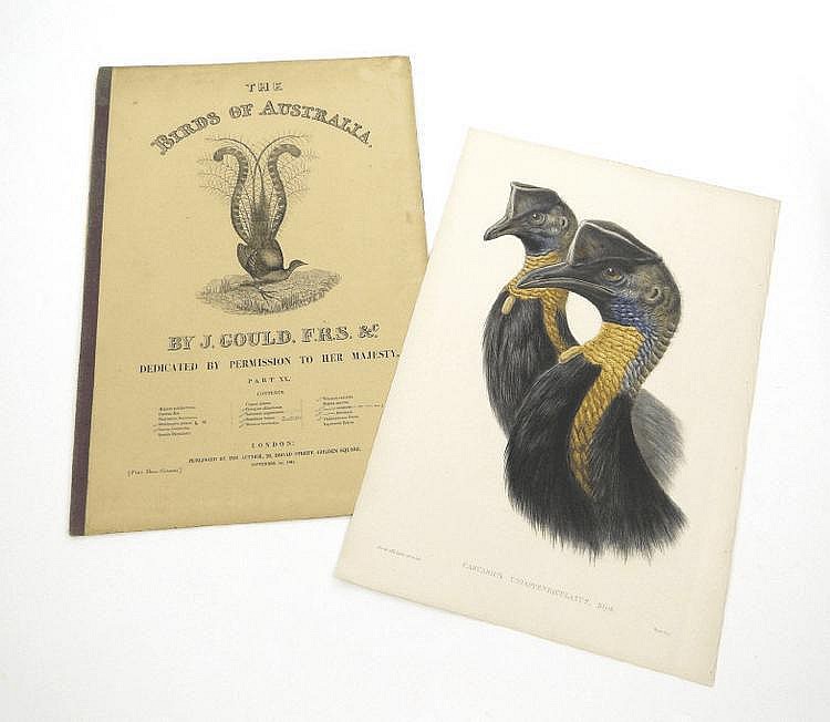 John Gould - The Birds of Australia 1845 - Print