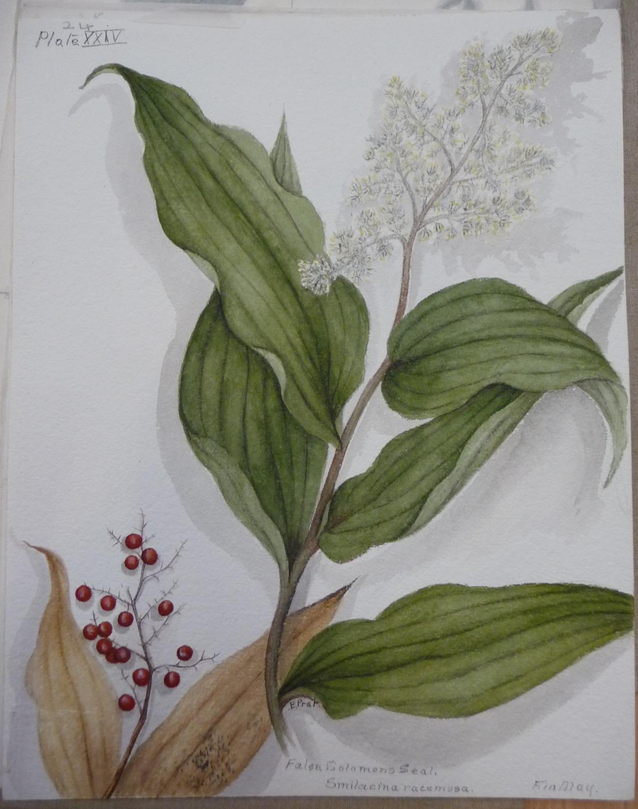 Botanical Illustrations - Original Artwork A collection of botanical illustrations