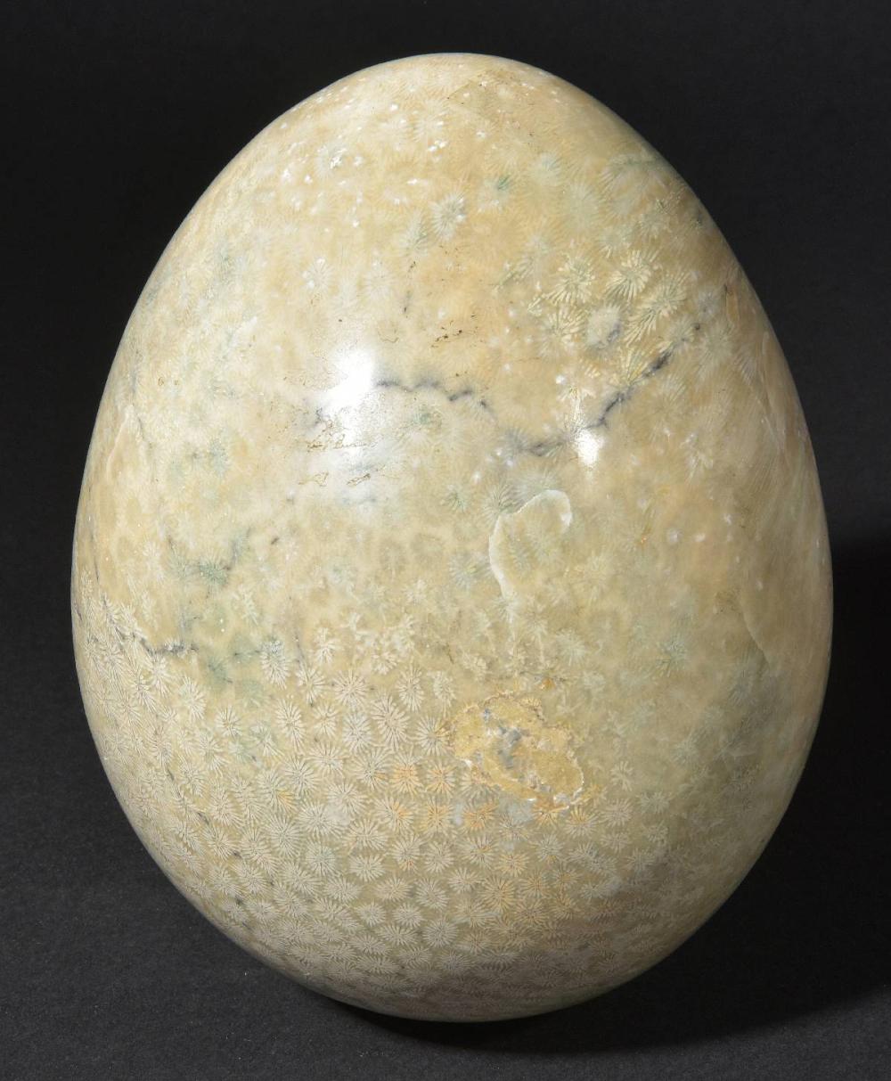 * Fossil coral egg. Fossil coral egg, from Indonesia, Plioce