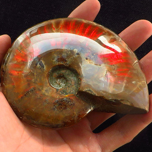 Ammonite Ammolite - 1318.7CT