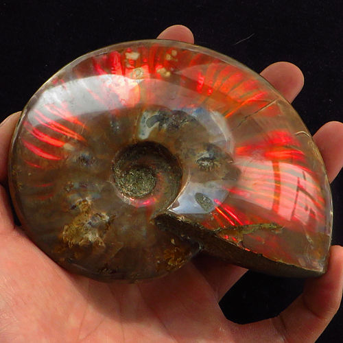 Ammonite Ammolite - 1713.1CT