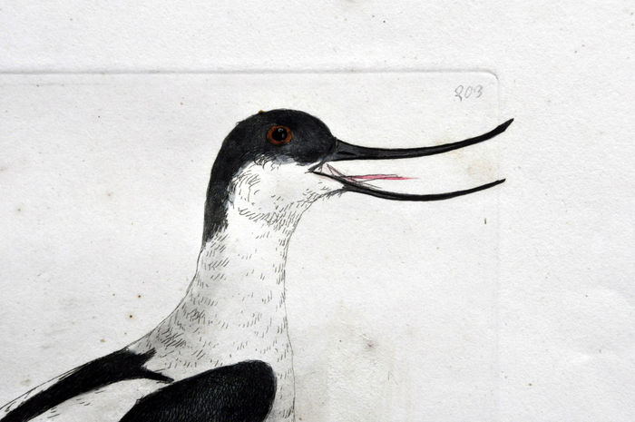 Ornithology - William Lewin (1747 - 1795) - 5 prenten uit The Birds of Great Britain, with Their Eggs, Accurately Figured - 1790