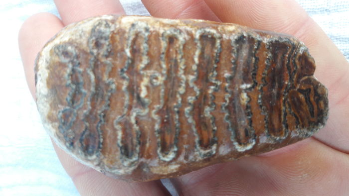 Fossil baby mammoth molar -Mammuthus primigenius-6 cm