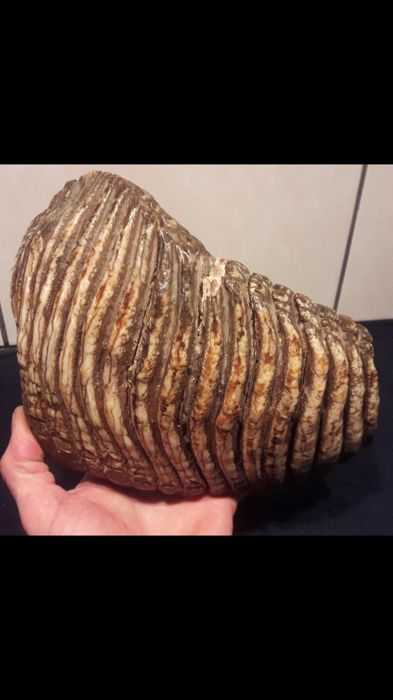 Fossil mammoth molar - Mammuthus primigenius - 22 cm 3.4 kilos