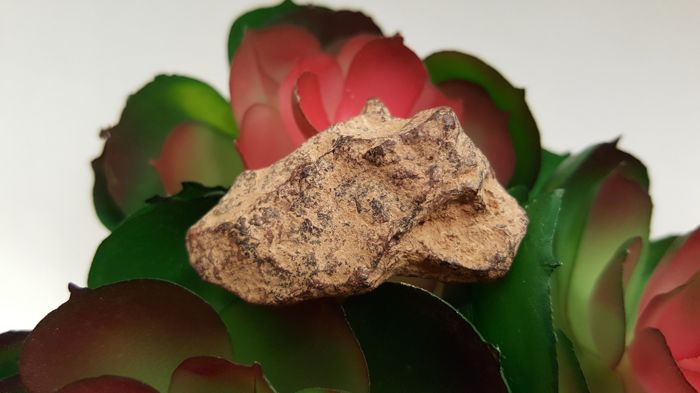Metallic meteorite classified IIAB. -Agoudal (Imilchil) - 32.2 g