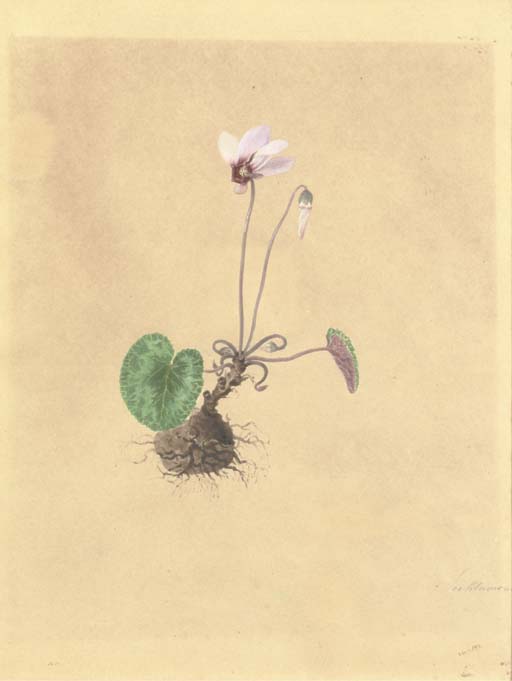 A flowering plant