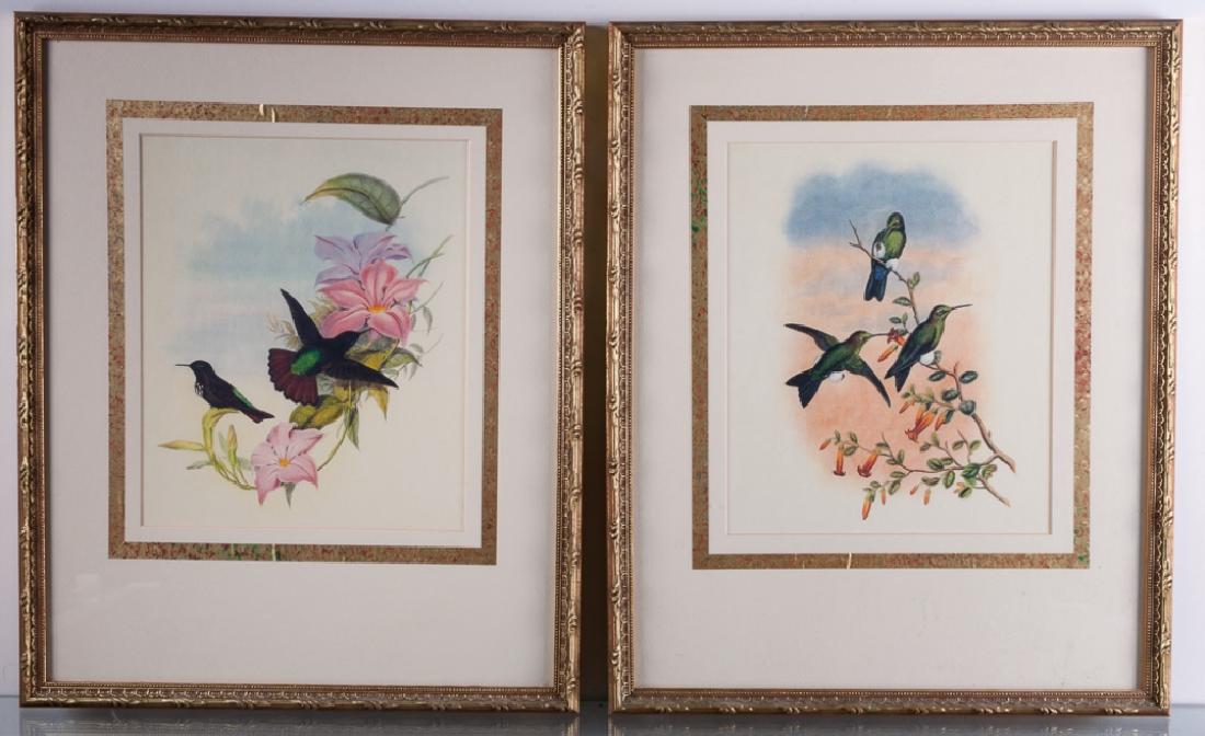 Ornithological Hummingbird Prints