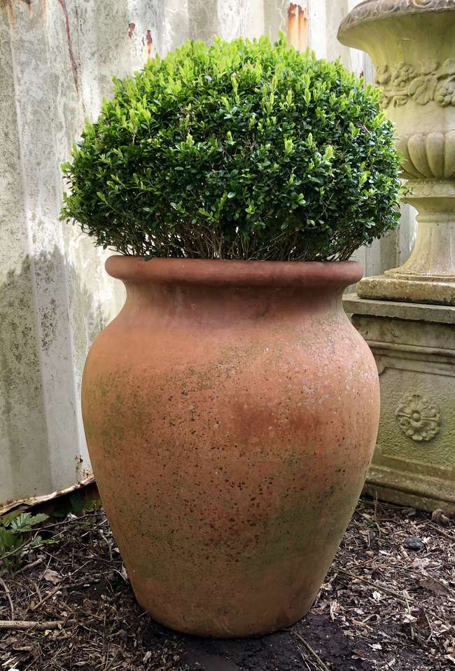 Terracotta garden planter