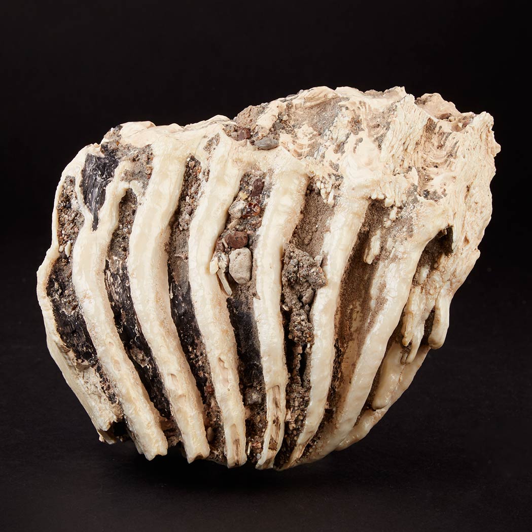 Fossil Mammoth Molar