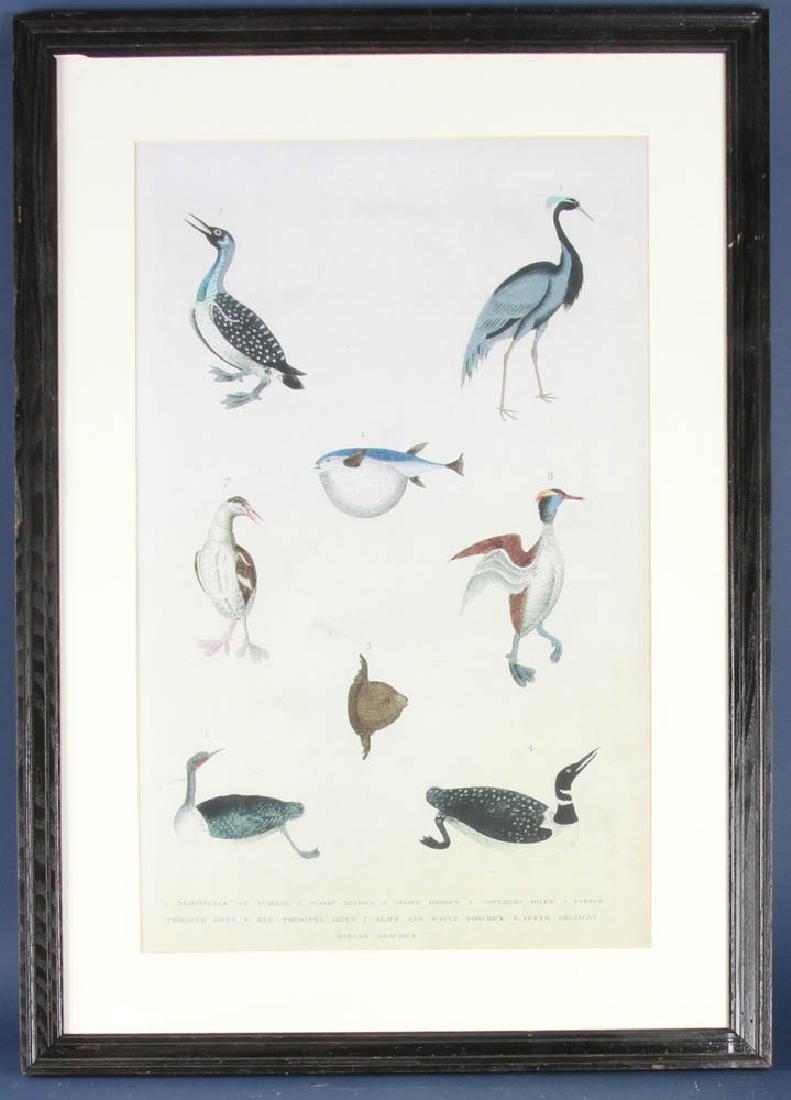 Large Antique Ornithological Print
