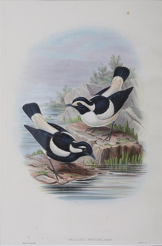 ORNITHOLOGICAL PRINT, GRALLINA BRUIJNI.
