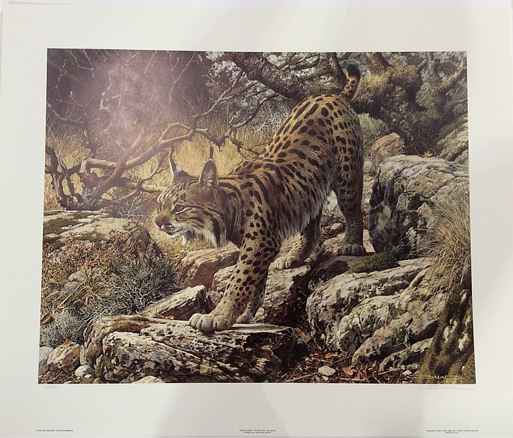 Carl Brenders Spanish Lynx Signed Print