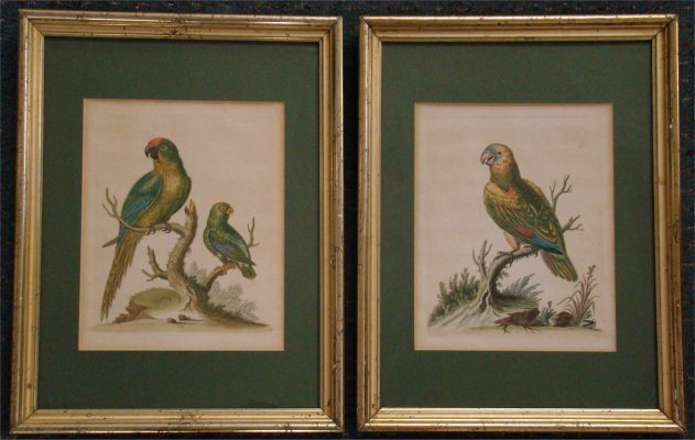 Pair Hand Colored Ornithological Prints 1754