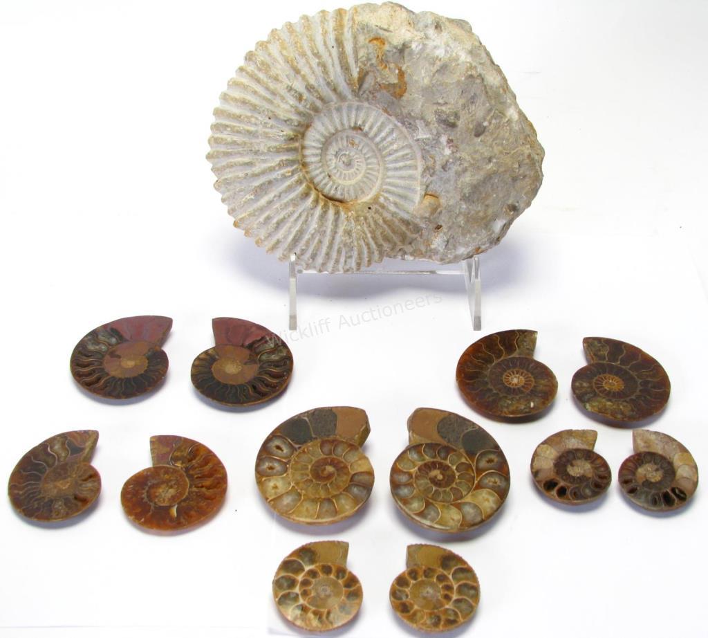 Collection of Ammonite Fossils