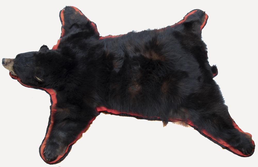 A Bear Skin Rug