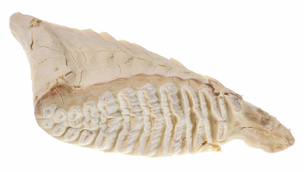 Wolly Mammoth Fossil Molar Tooth