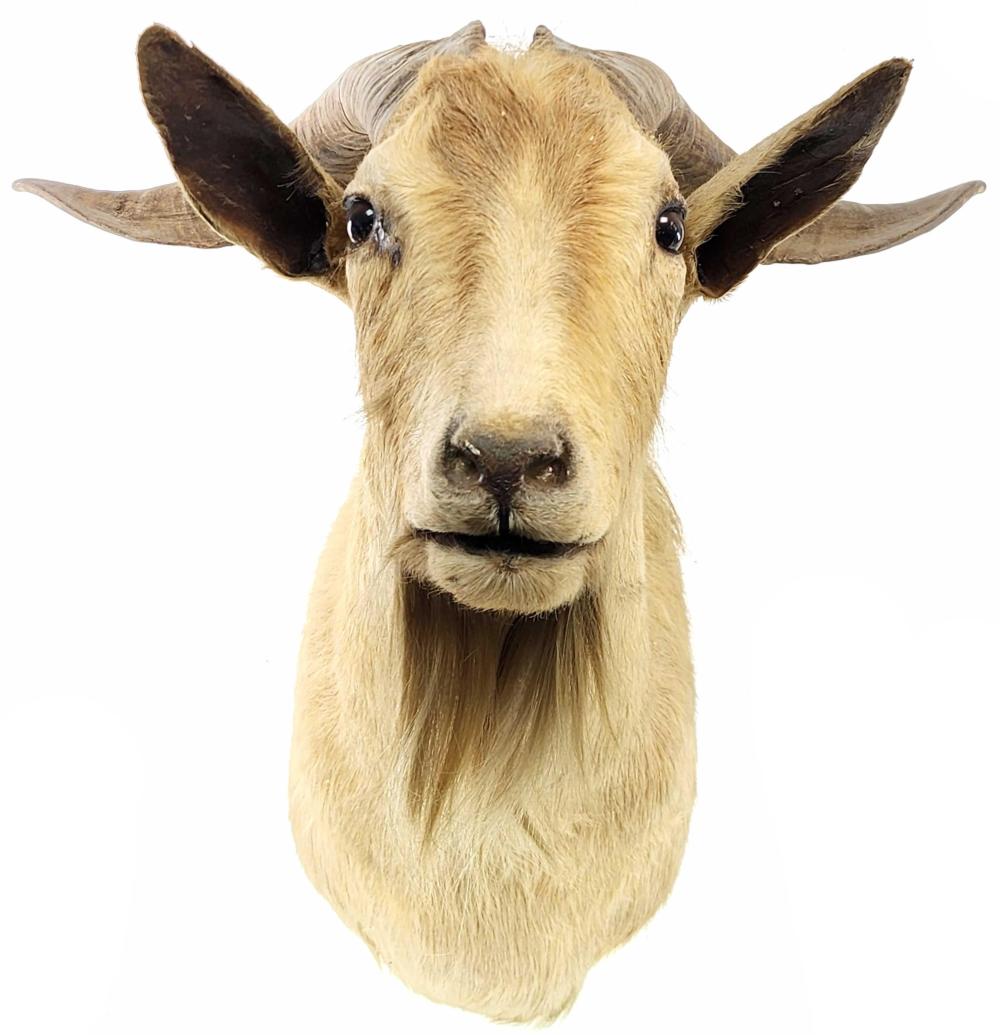Shoulder Mount Taxidermy Mouflo