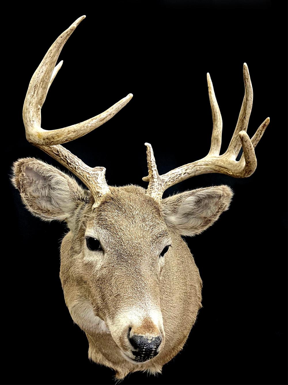 Shoulder Mount Taxidermy Deer