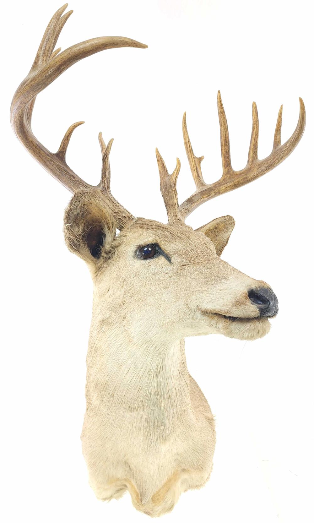 Shoulder Mount Taxidermy 7x7 Whitetail Deer