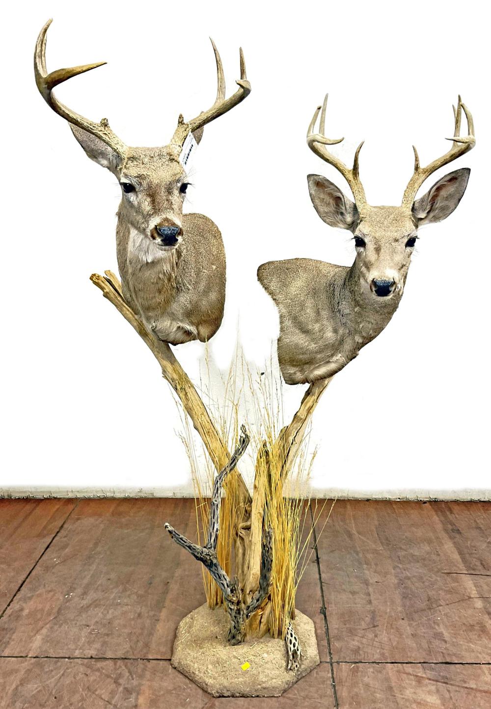 Shoulder Mount Taxidermy Coues Deer On Stand