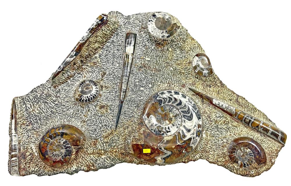 Large Polished Orthoceras & Ammonite Fossil Slab