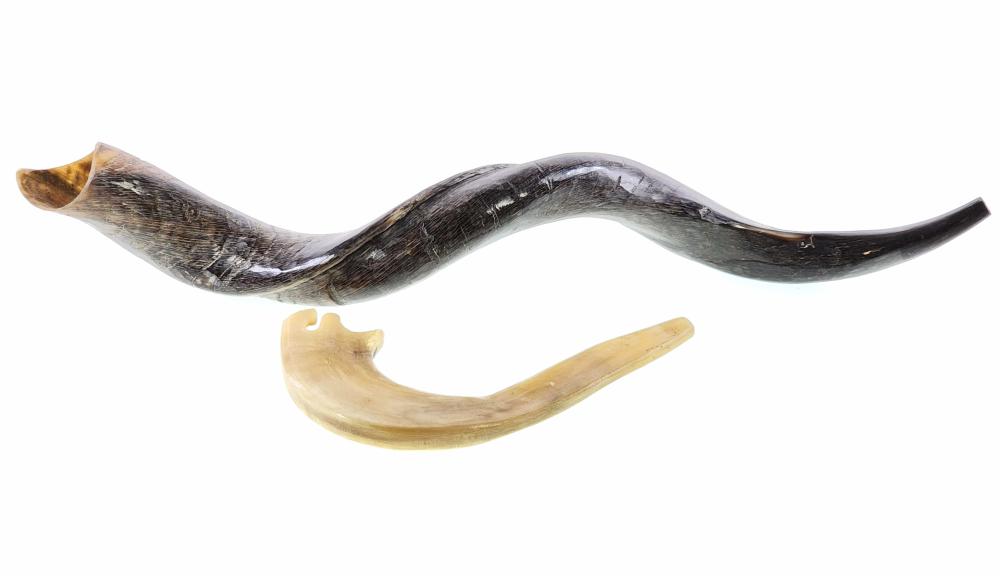 (2) Judaic Shofar Rams Horns