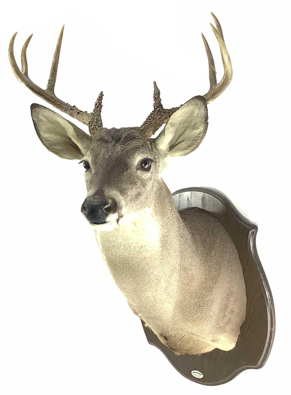 Shoulder Mount Taxidermy Whitetail Deer On Plaque