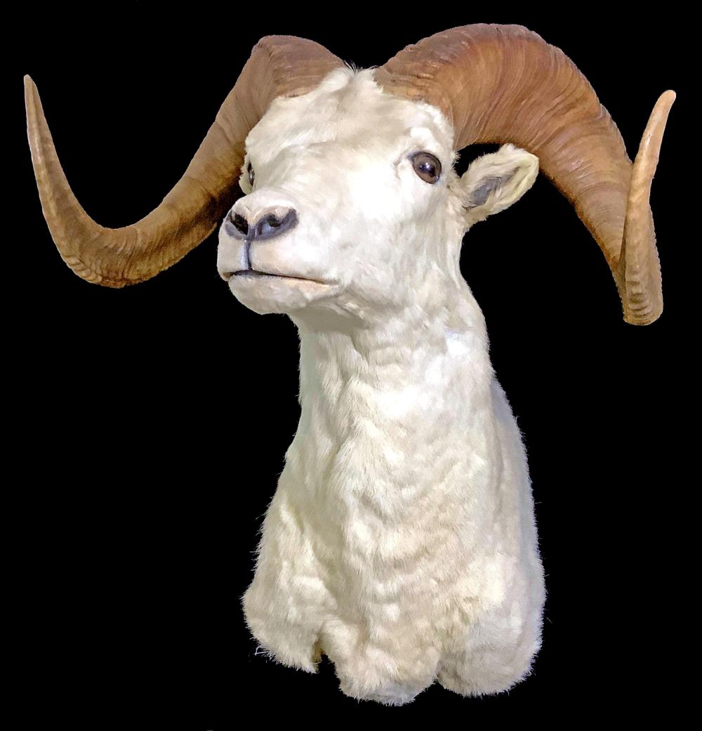 Shoulder Mount Taxidermy Ram
