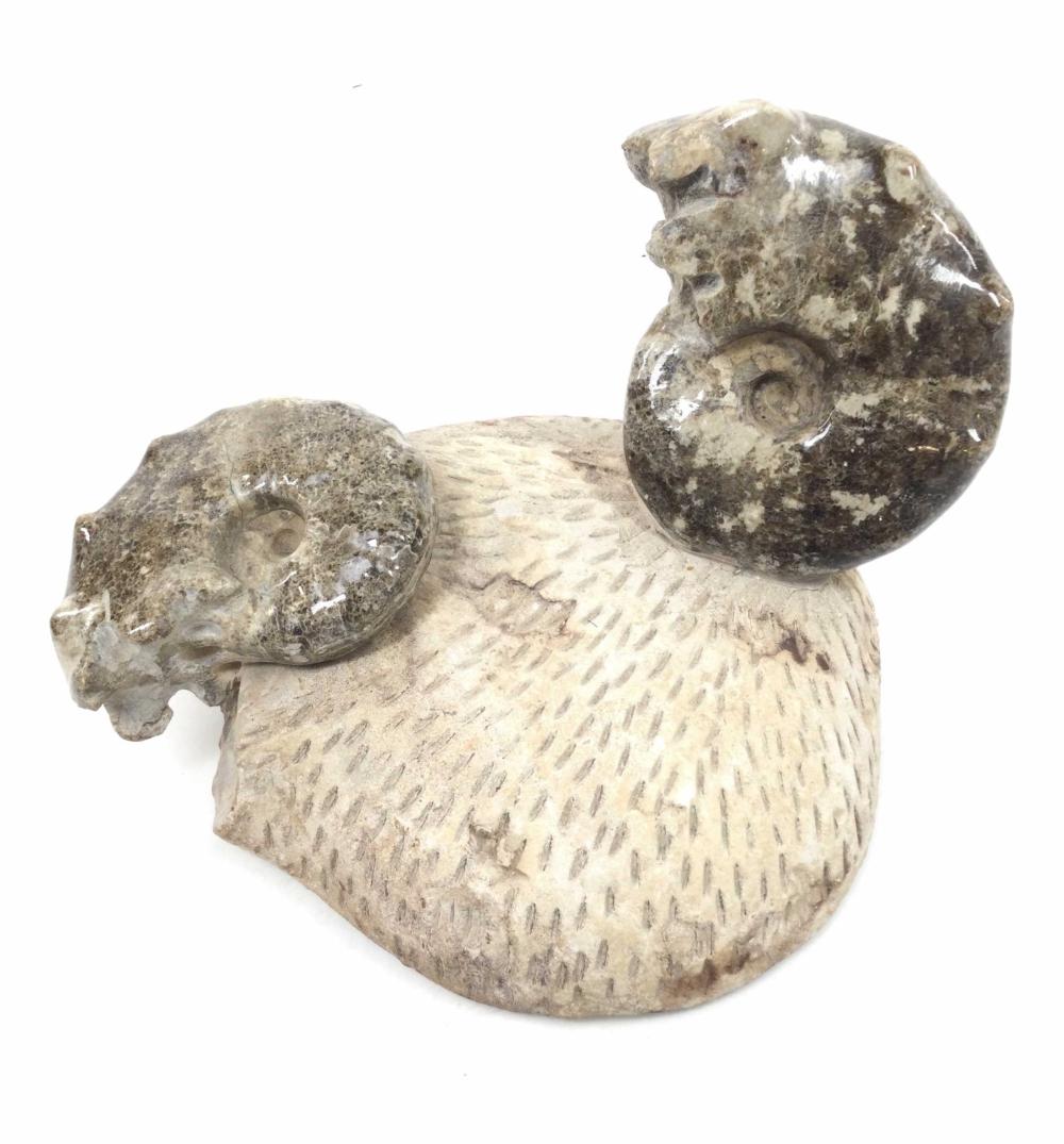 Ammonite Fossil
