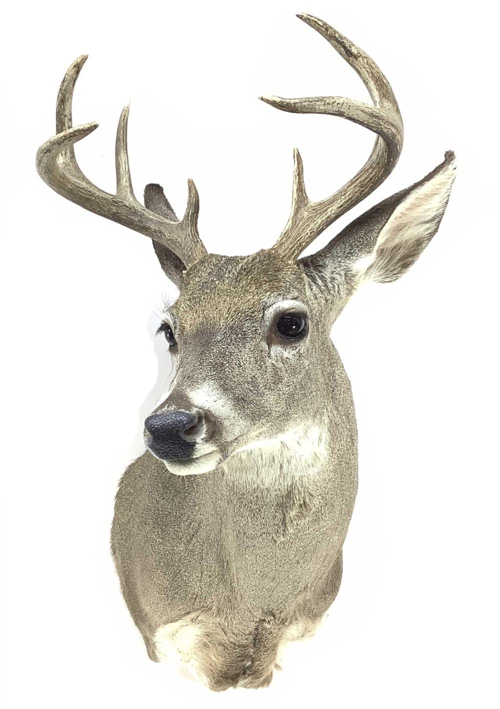 Shoulder Mount Taxidermy Coues Deer 4x4