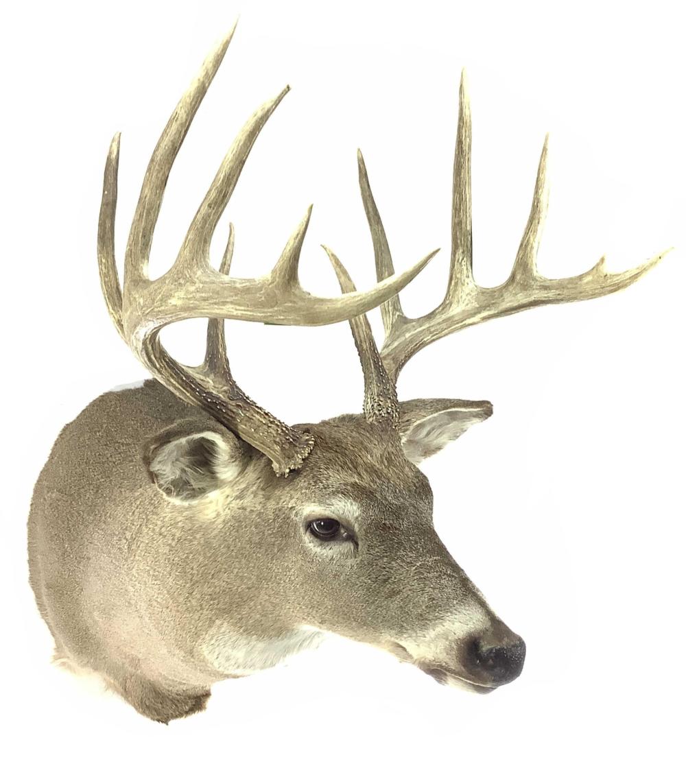 Shoulder Mount Taxidermy Deer 6x6