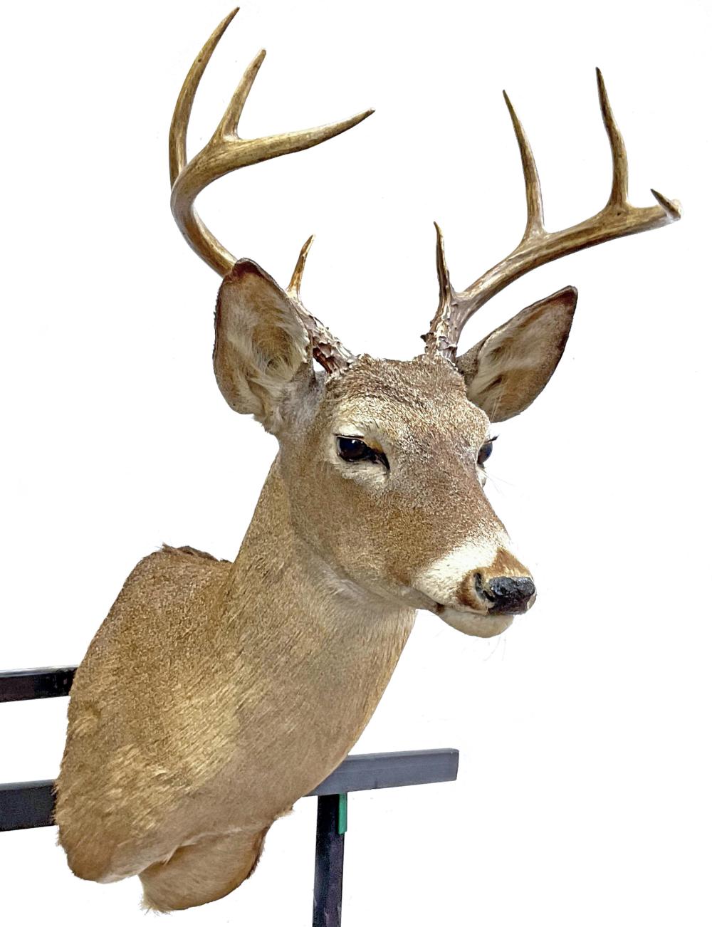 Taxidermy Shoulder Mount Coues Deer