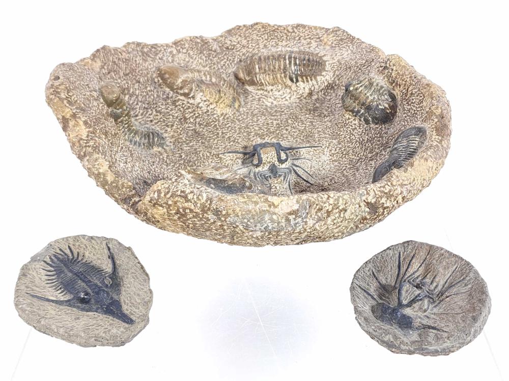 (3pc) Fossilized Specimen Bowl & Specimens