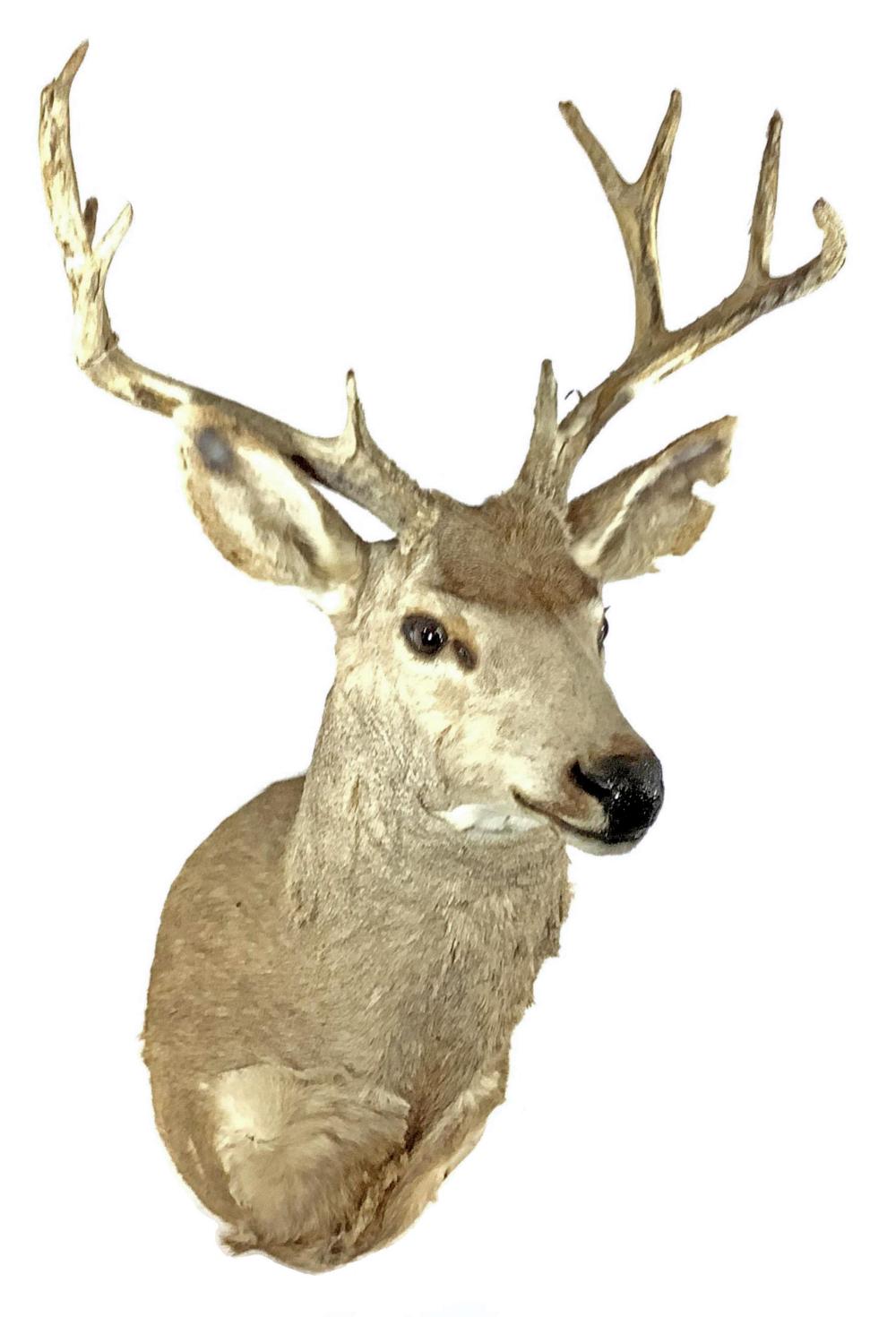 Shoulder Mount Taxidermy Mule Deer