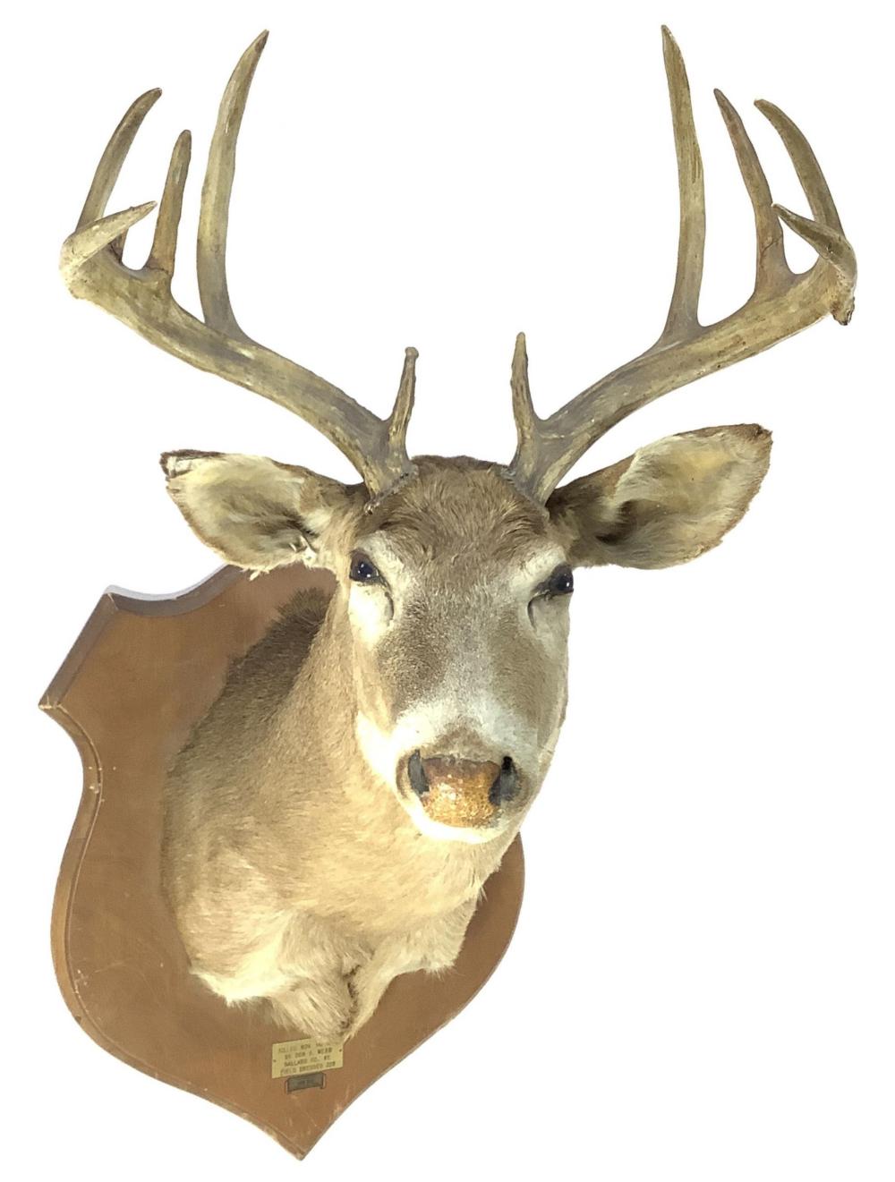 Shoulder Mount Taxidermy Whitetail Deer