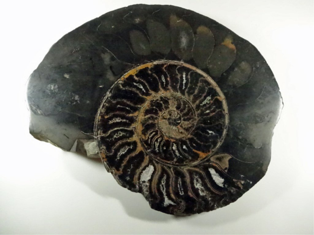 LARGE AMMONITE FOSSIL, POLISHED SLICED SURFACE, VERY