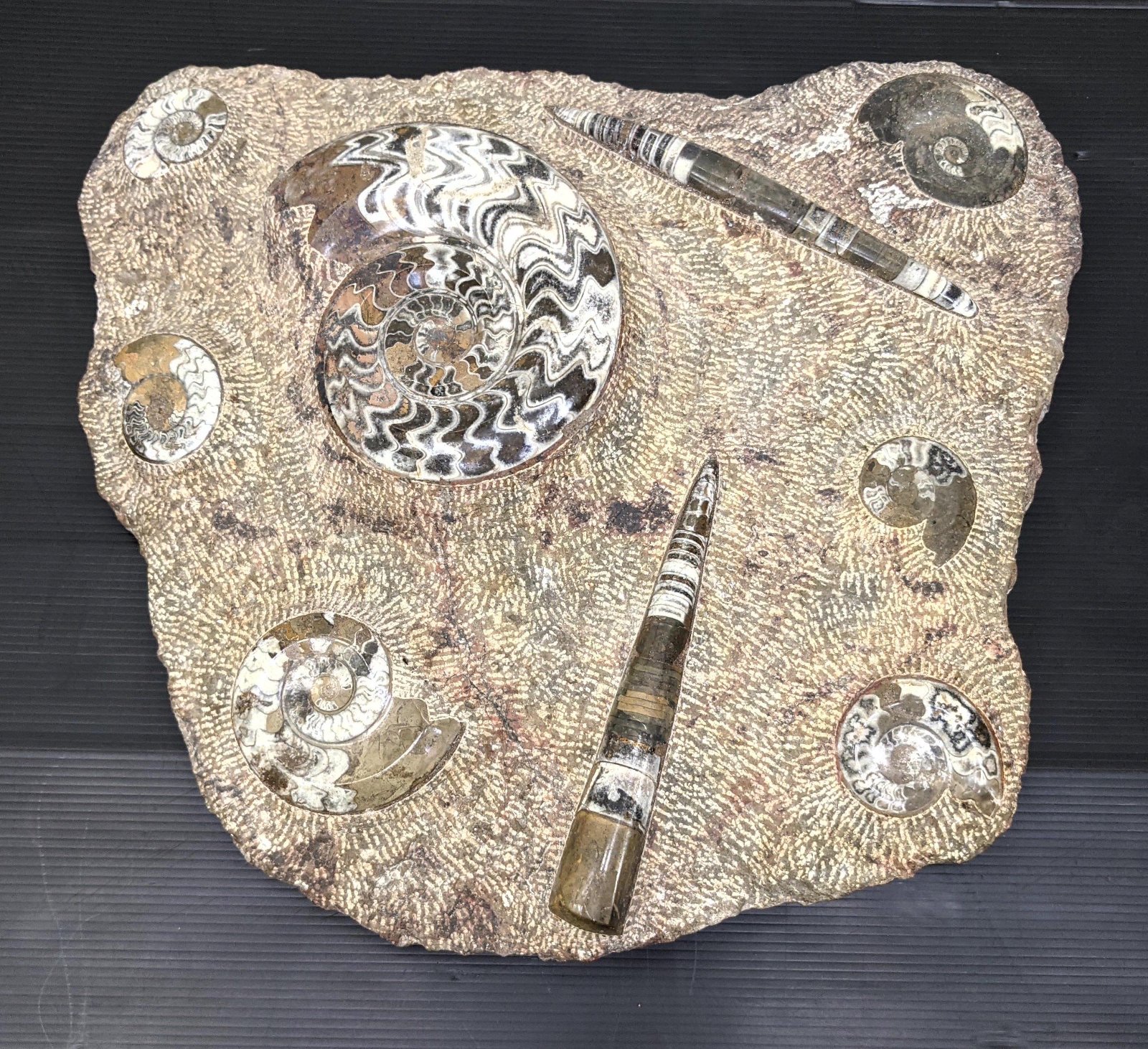 Large Specimen Fossil slab. 28 inches across. Ammonite